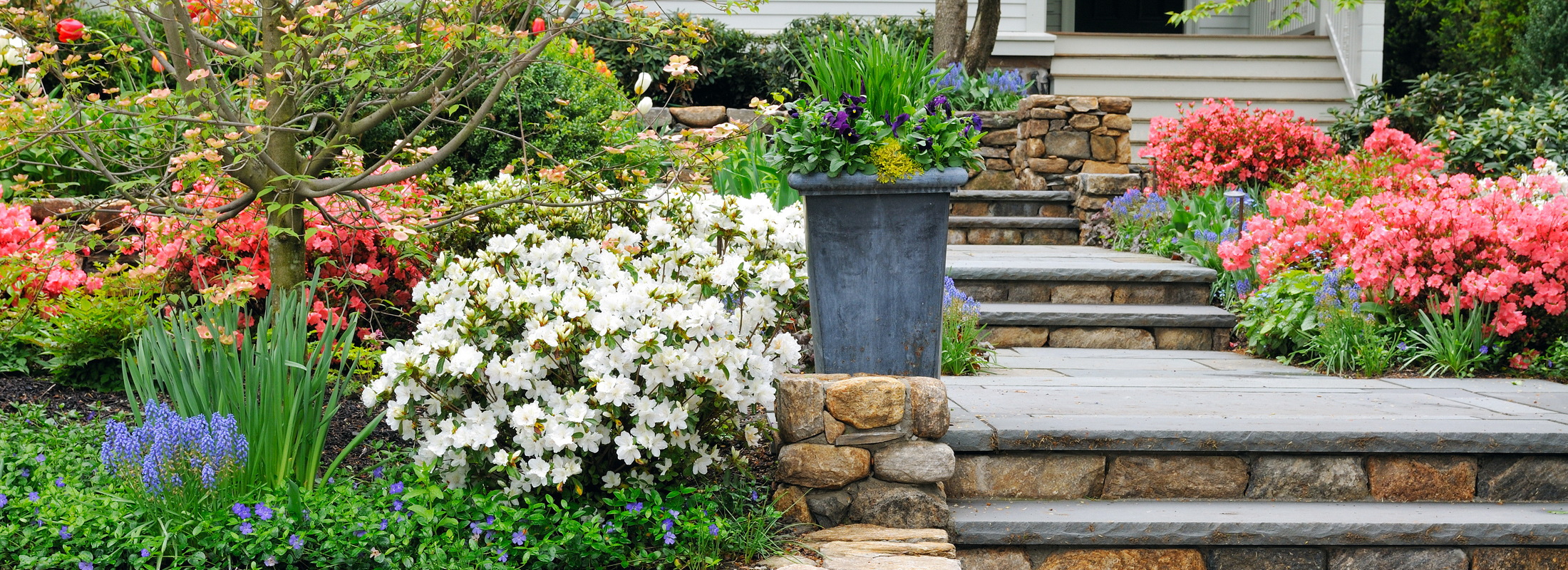 Spring flowers in a bright garden border.