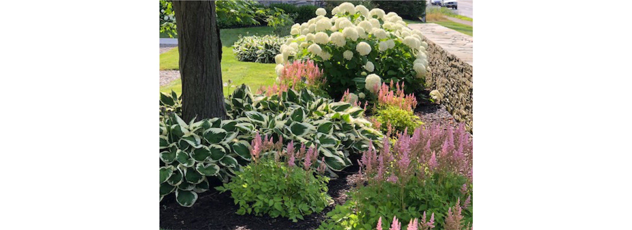 Smooth hydrangeas in a planted garden border.