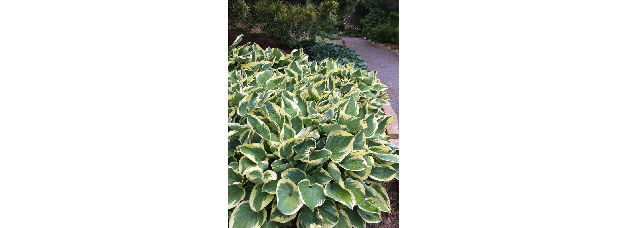 Shade garden with bold hosta foliage.