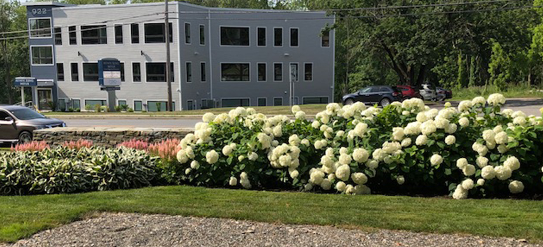 Layered garden structure with shrubs and evergreen form.