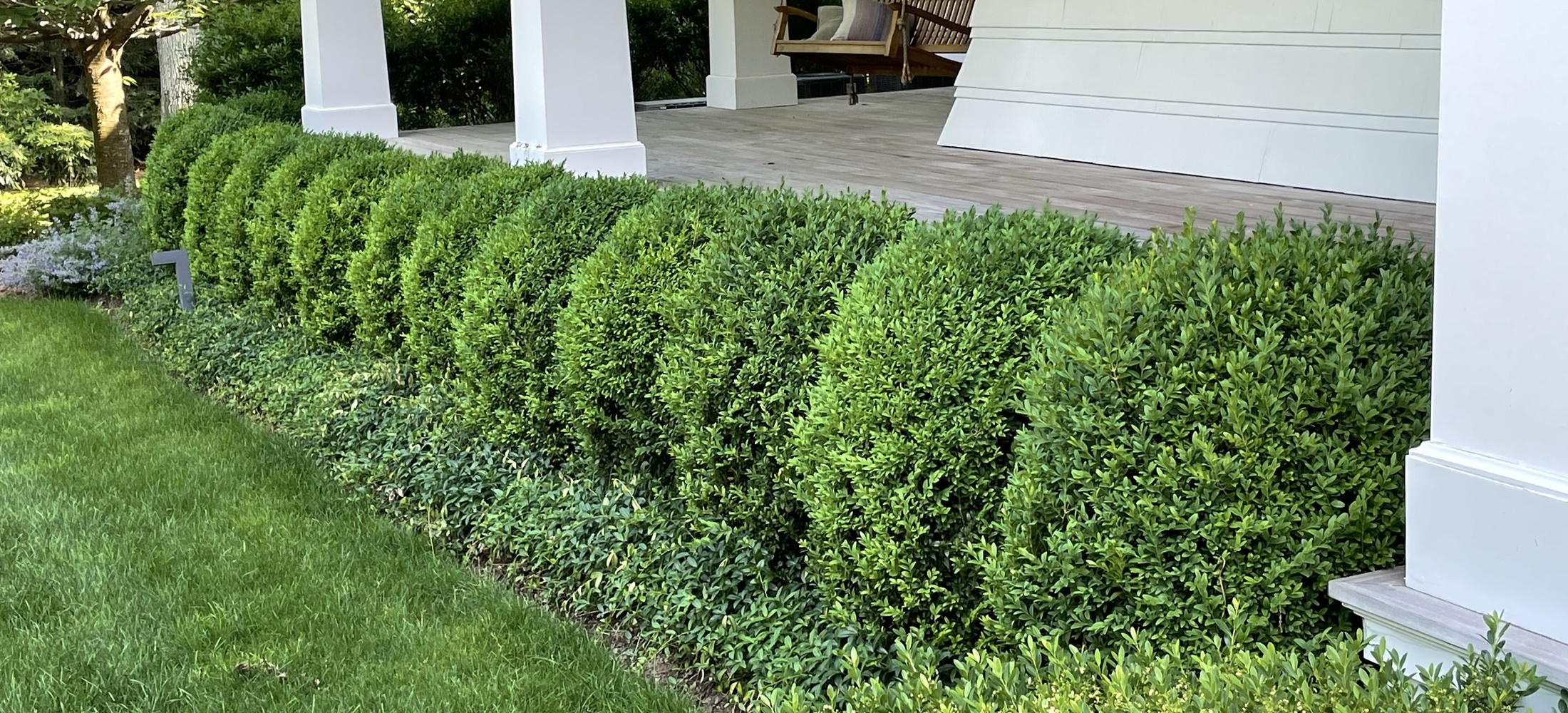 Formal boxwood structure in a planted garden.