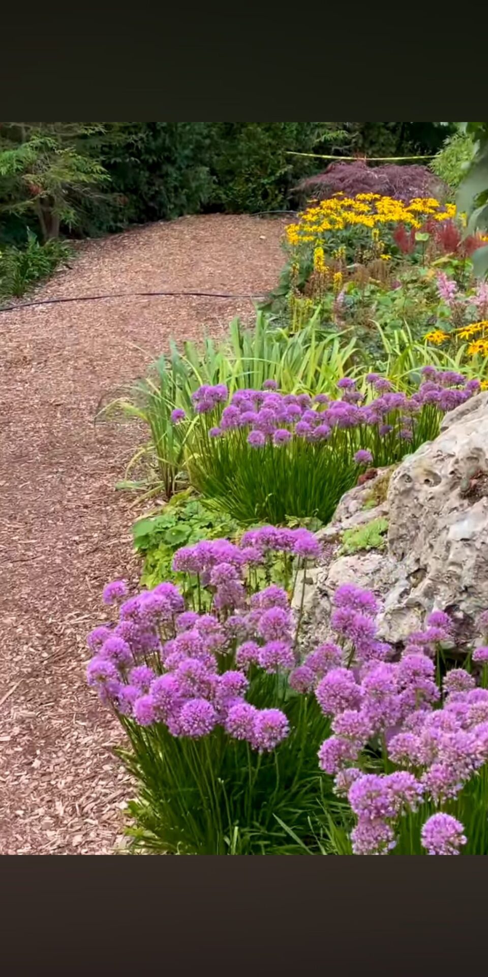 Wooded garden path with layered shade planting.