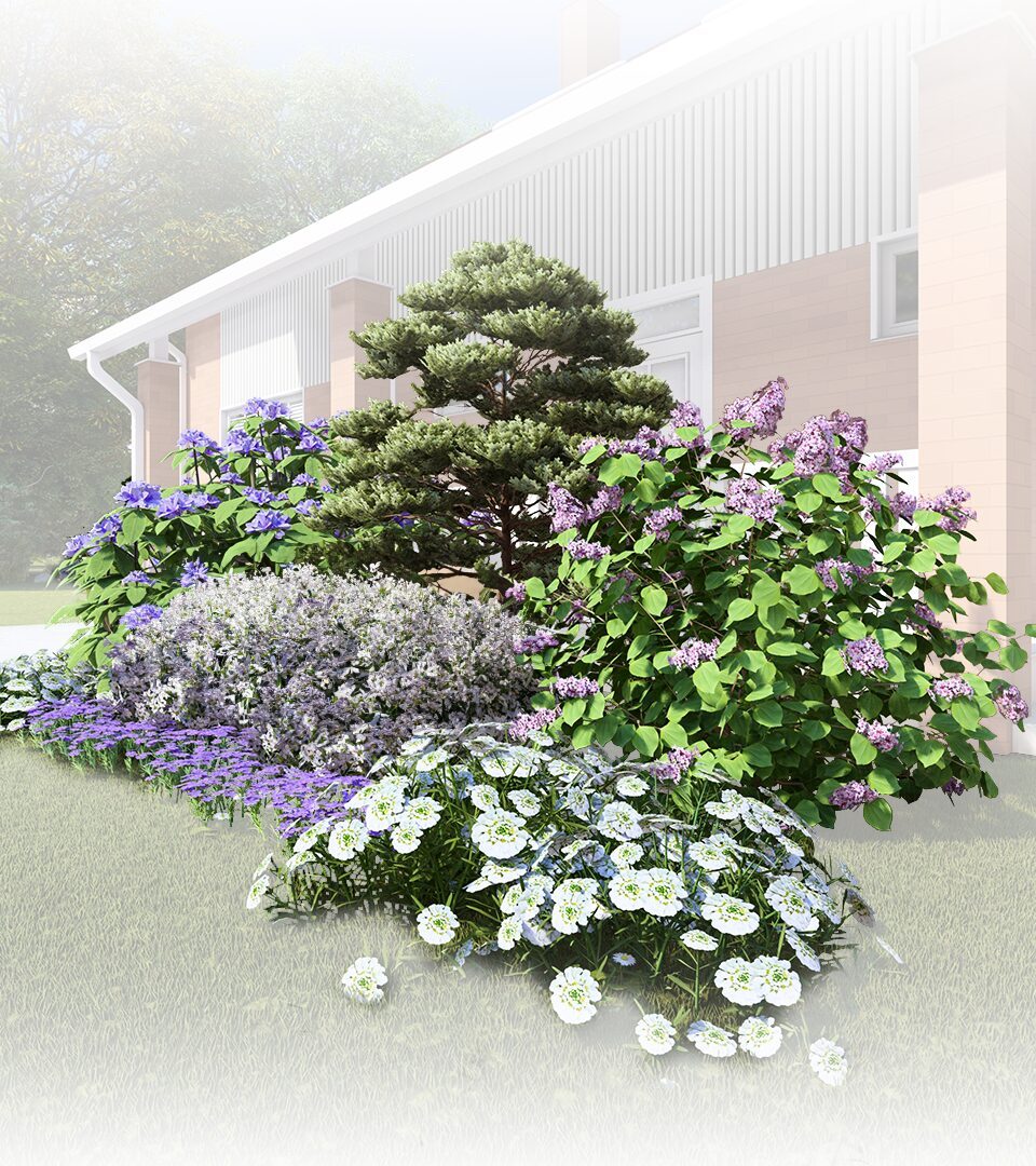Flowering shrubs in a mixed garden border.