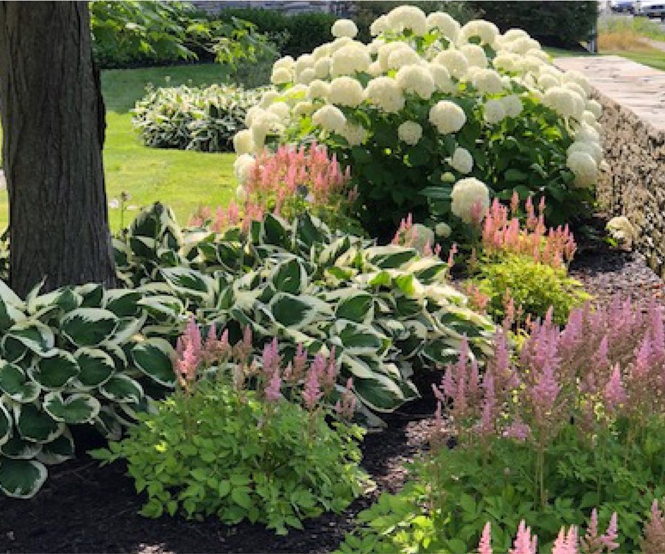 Smooth hydrangeas in a planted garden border.