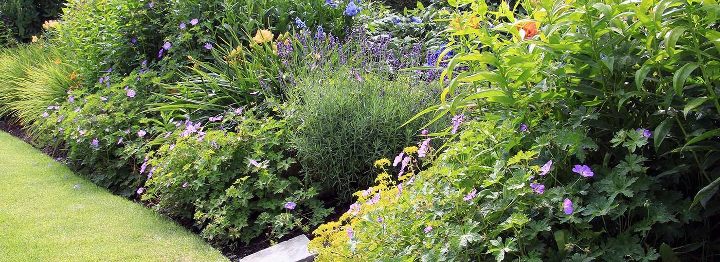 Layered front-yard border with shrubs, grasses, and flowering perennials.