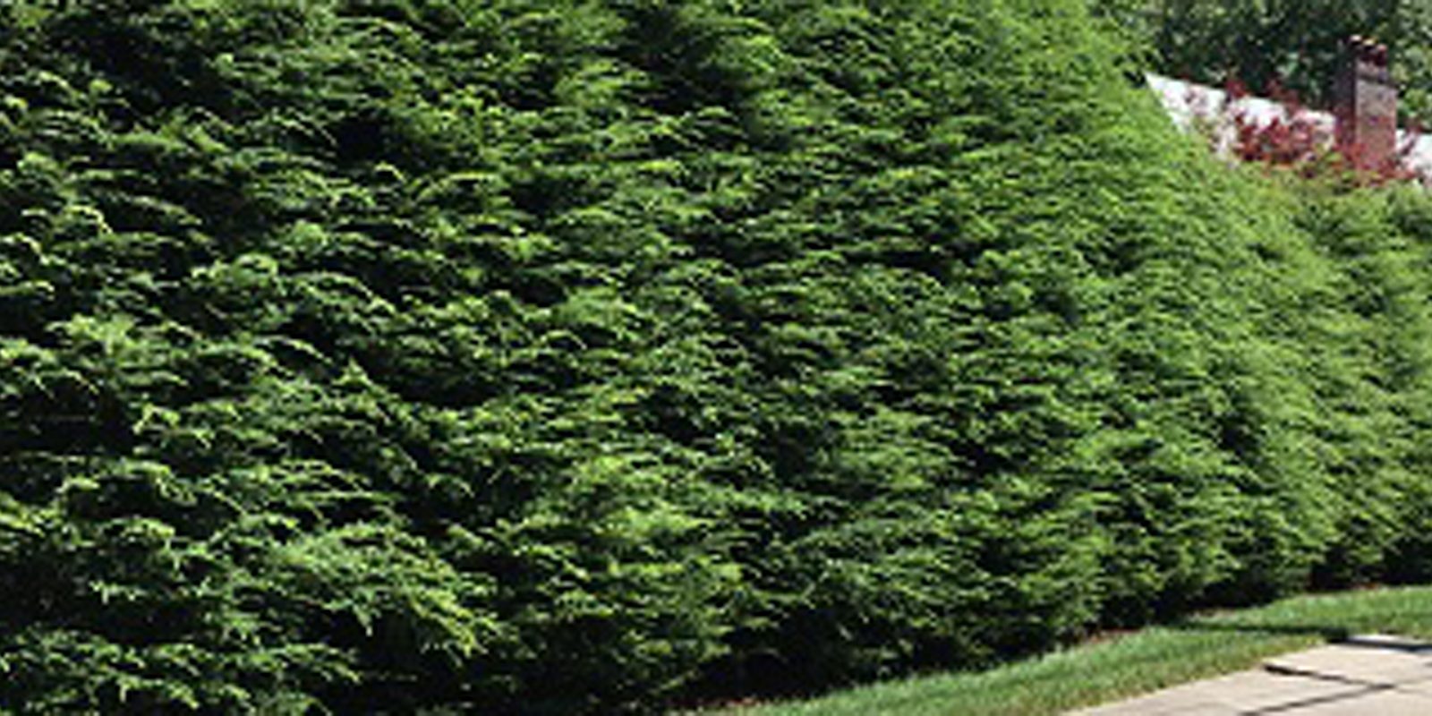 Evergreen privacy planting along a property edge.