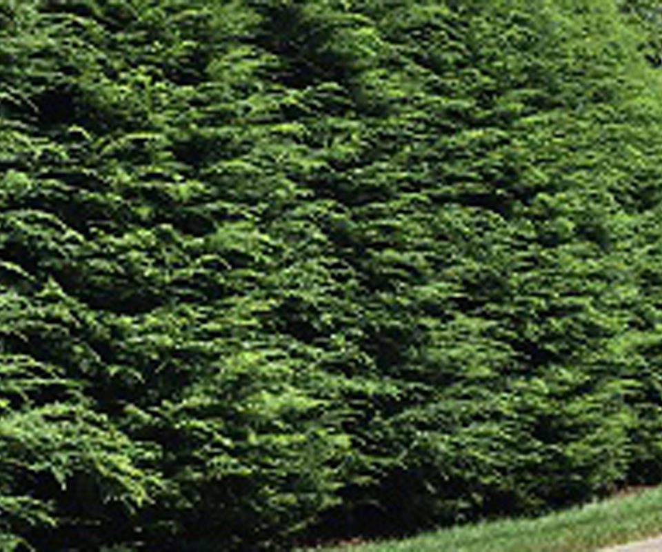 Evergreen privacy planting along a property edge.