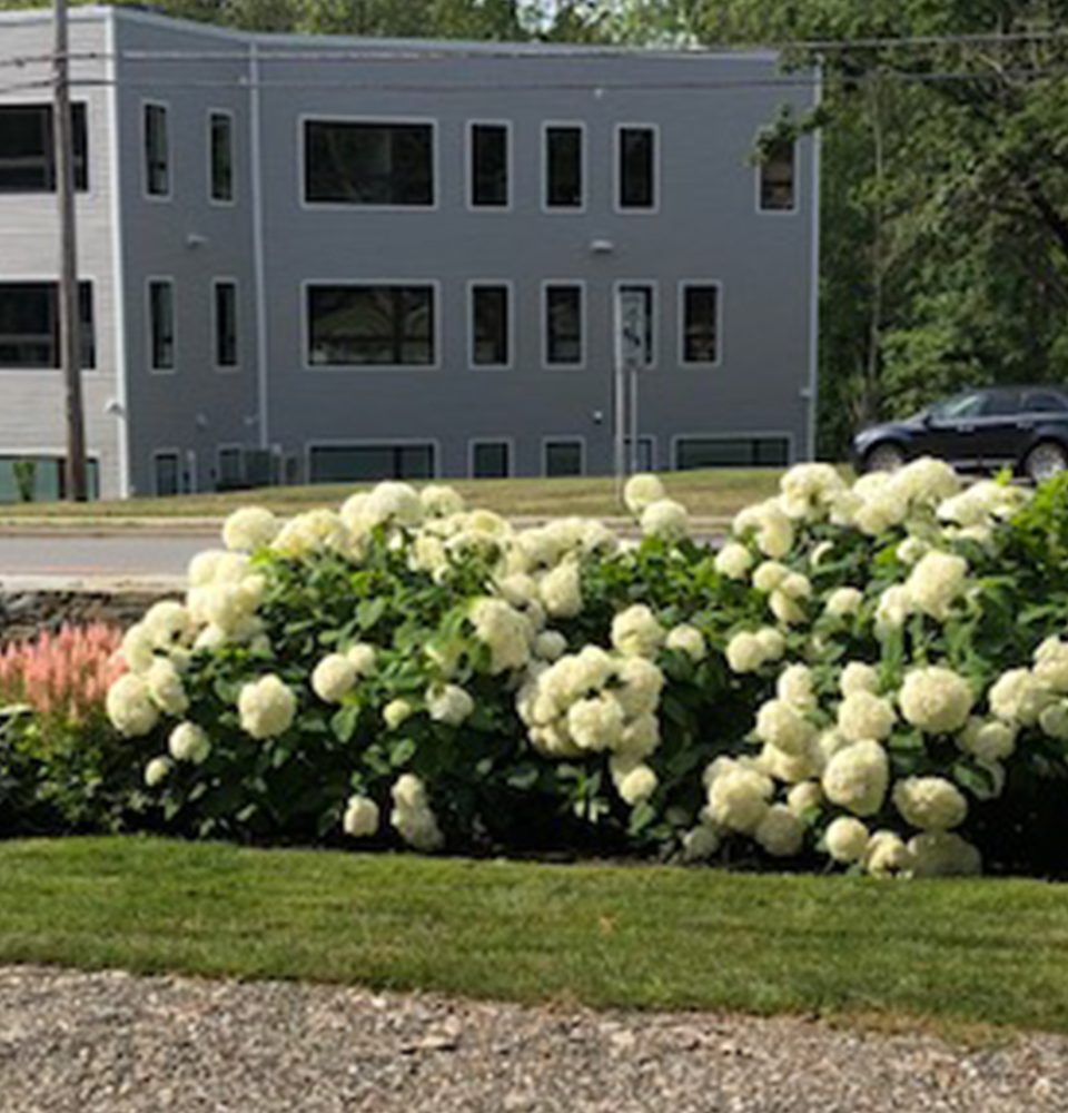 Garden with evergreen structure and year-round interest.