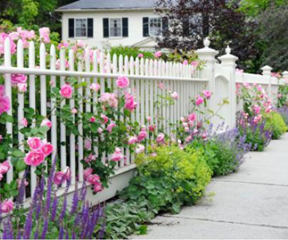 Flowering rose border in a home garden.
