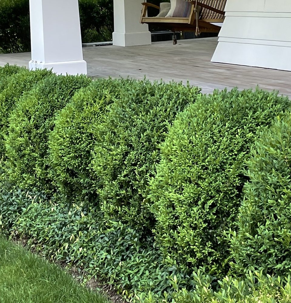 Formal boxwood structure in a planted garden.