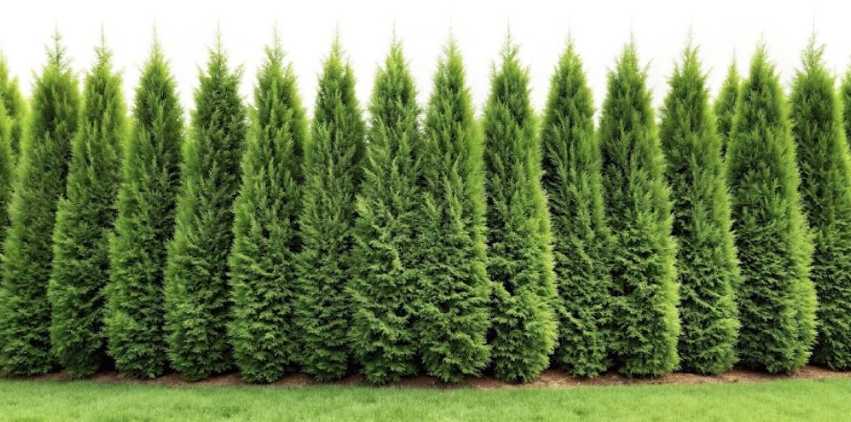 Evergreen structure in a home landscape.